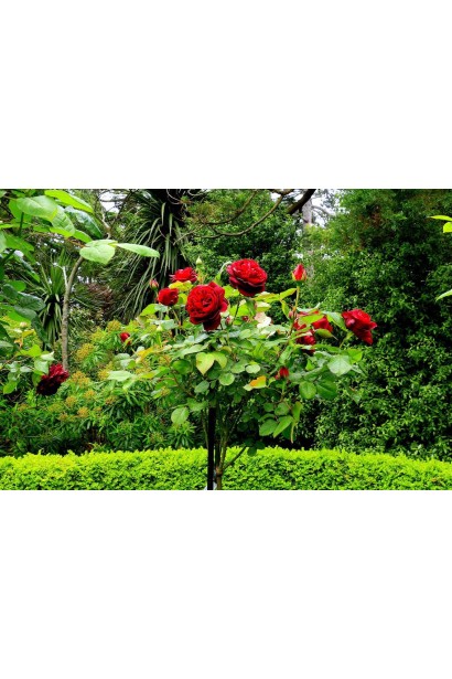 Троянда штамбова Торнадо 